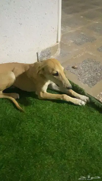 سلقة أصيل ولد أصيل وأبوه ماخذ الأول في قطار index