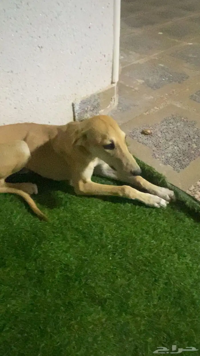 سلقة أصيل ولد أصيل وأبوه ماخذ الأول في قطار 2