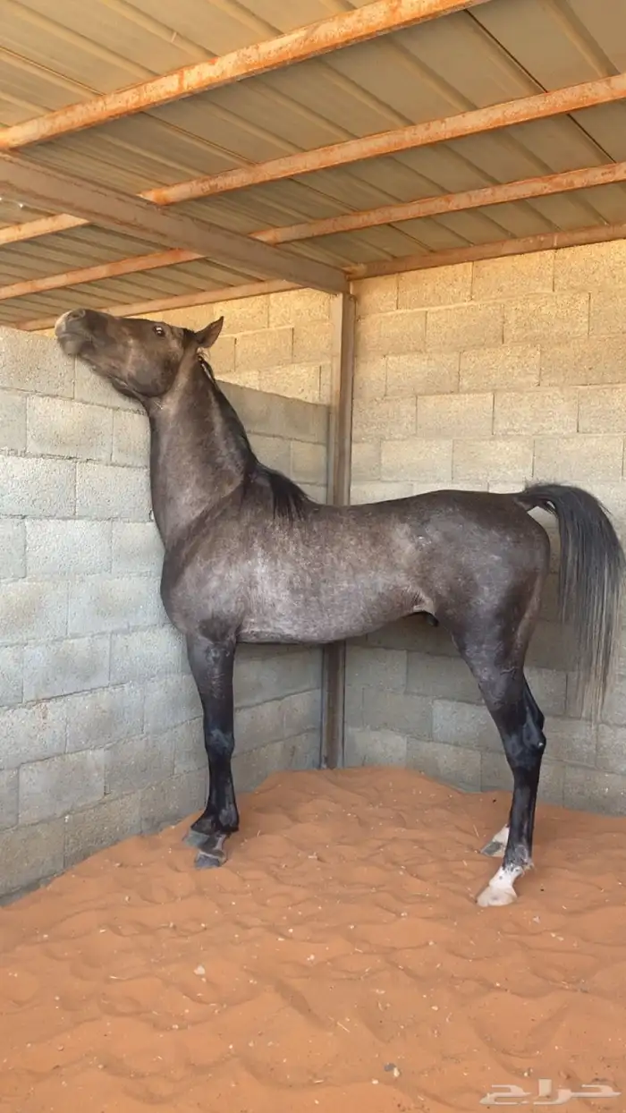 حصان عربي واهو سبق دم فاخر 4