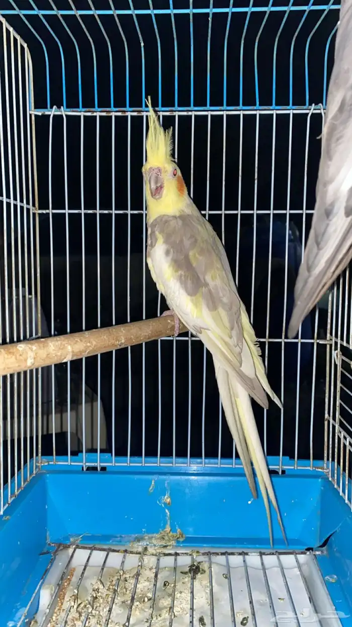 ذكر كروان منتج 1