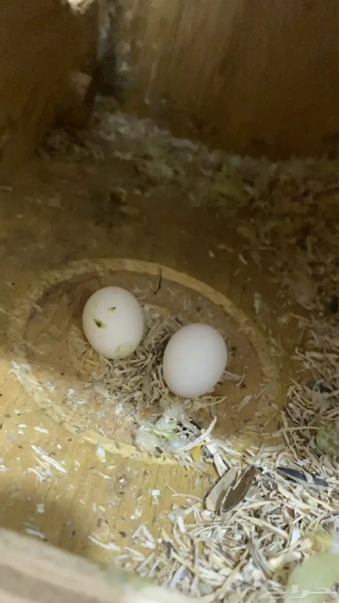 روز جوز منتج اورنج اوبلاين 1