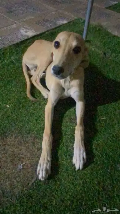 سلقة أصيل ولد أصيل وأبوه ماخذ الأول في قطار index