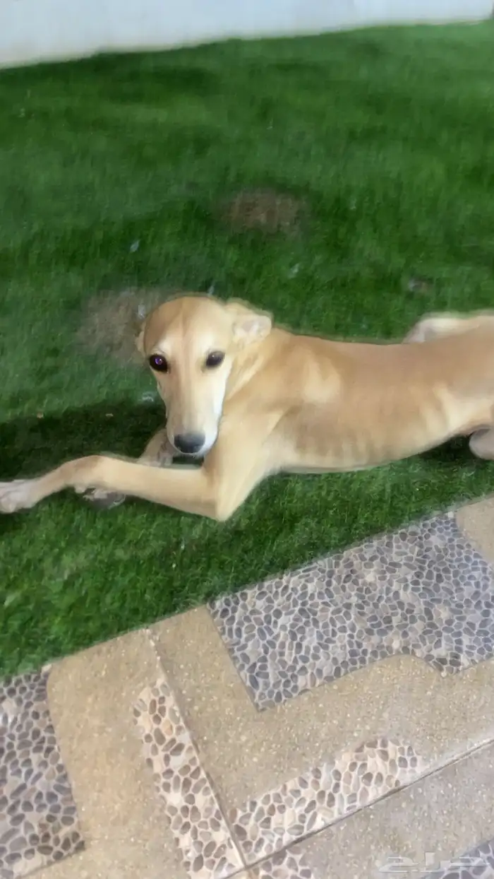 سلقة أصيل ولد أصيل وأبوه ماخذ الأول في قطار 4