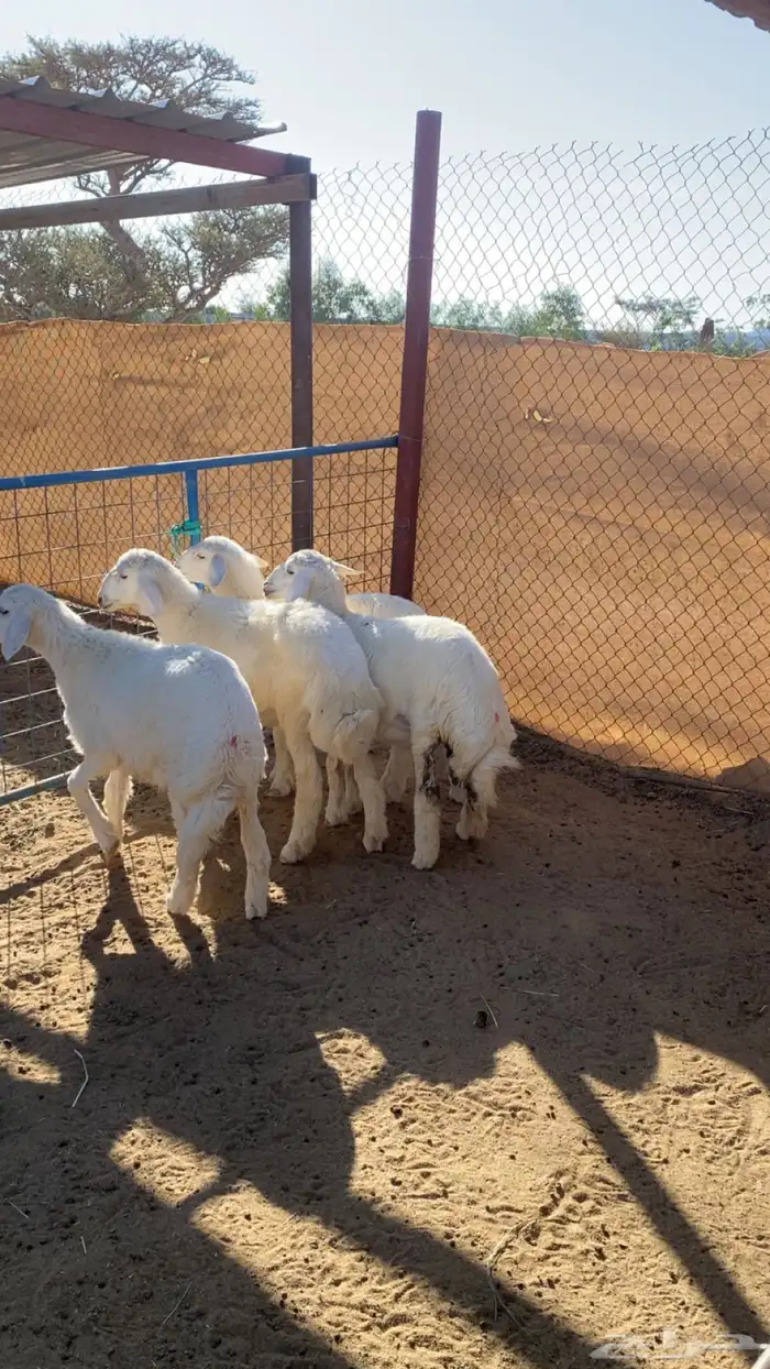 رخال تم البيع 1