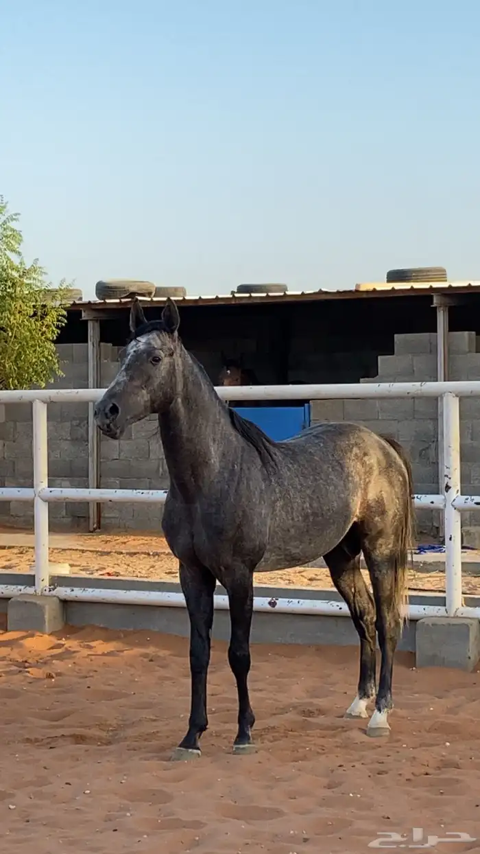 حصان عربي واهو سبق دم فاخر 7