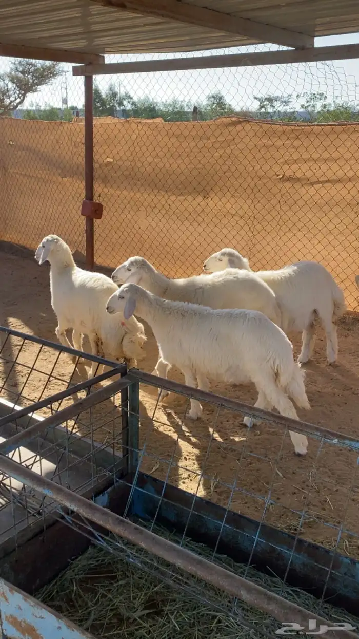 رخال تم البيع 0