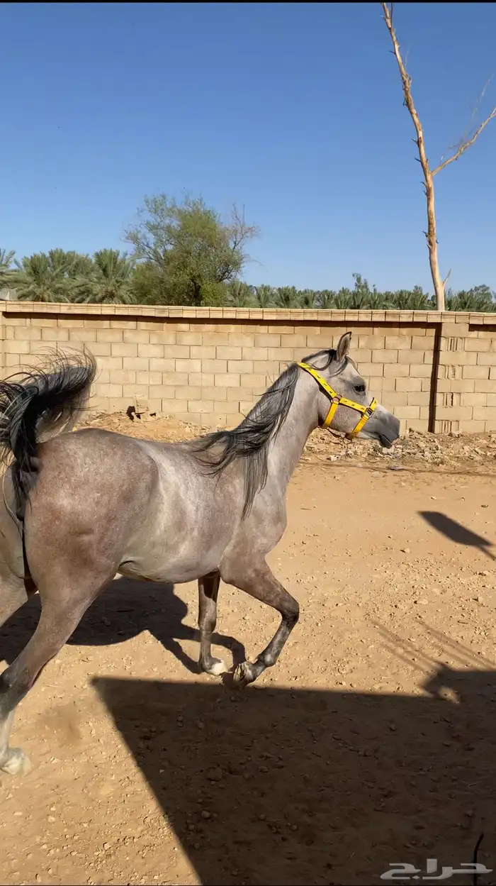 مهره شعبيه 2