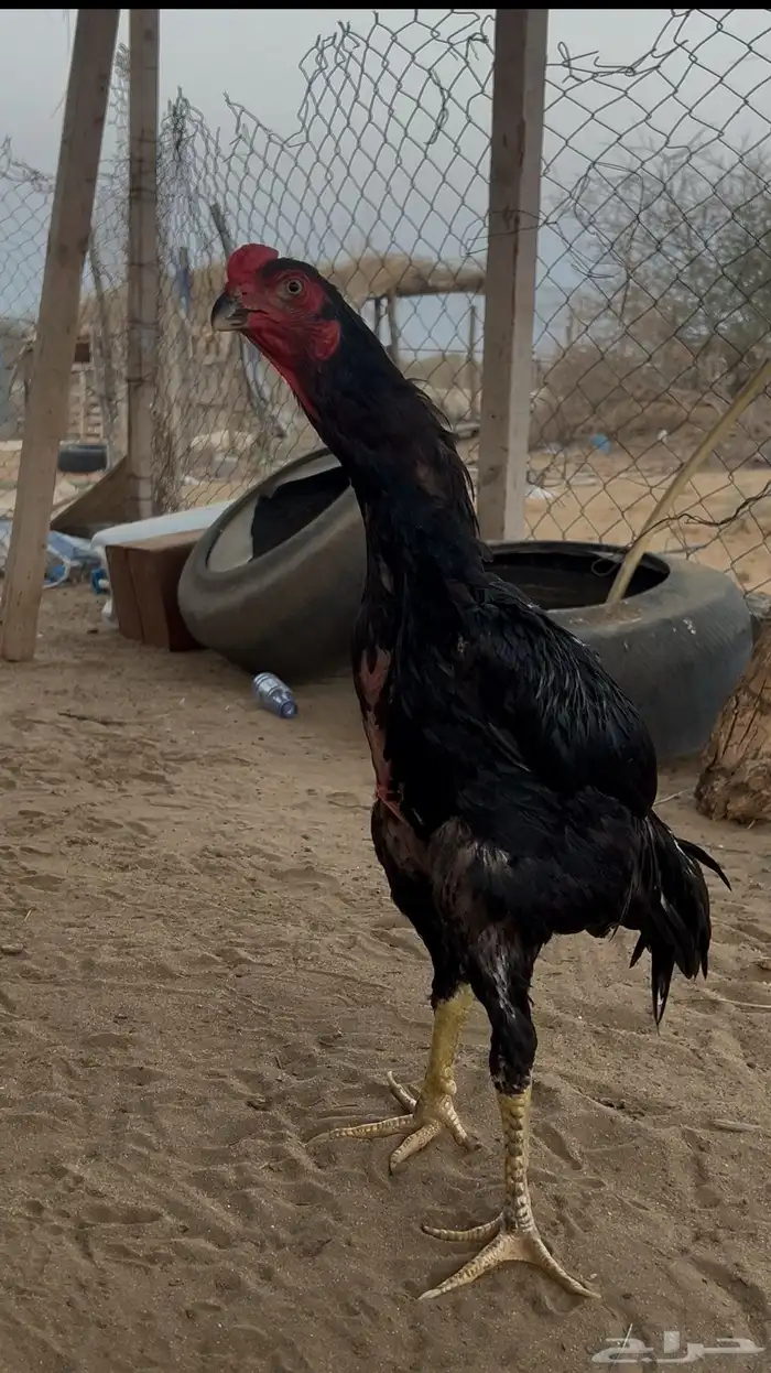 ديك شامو الماني هزاز 2