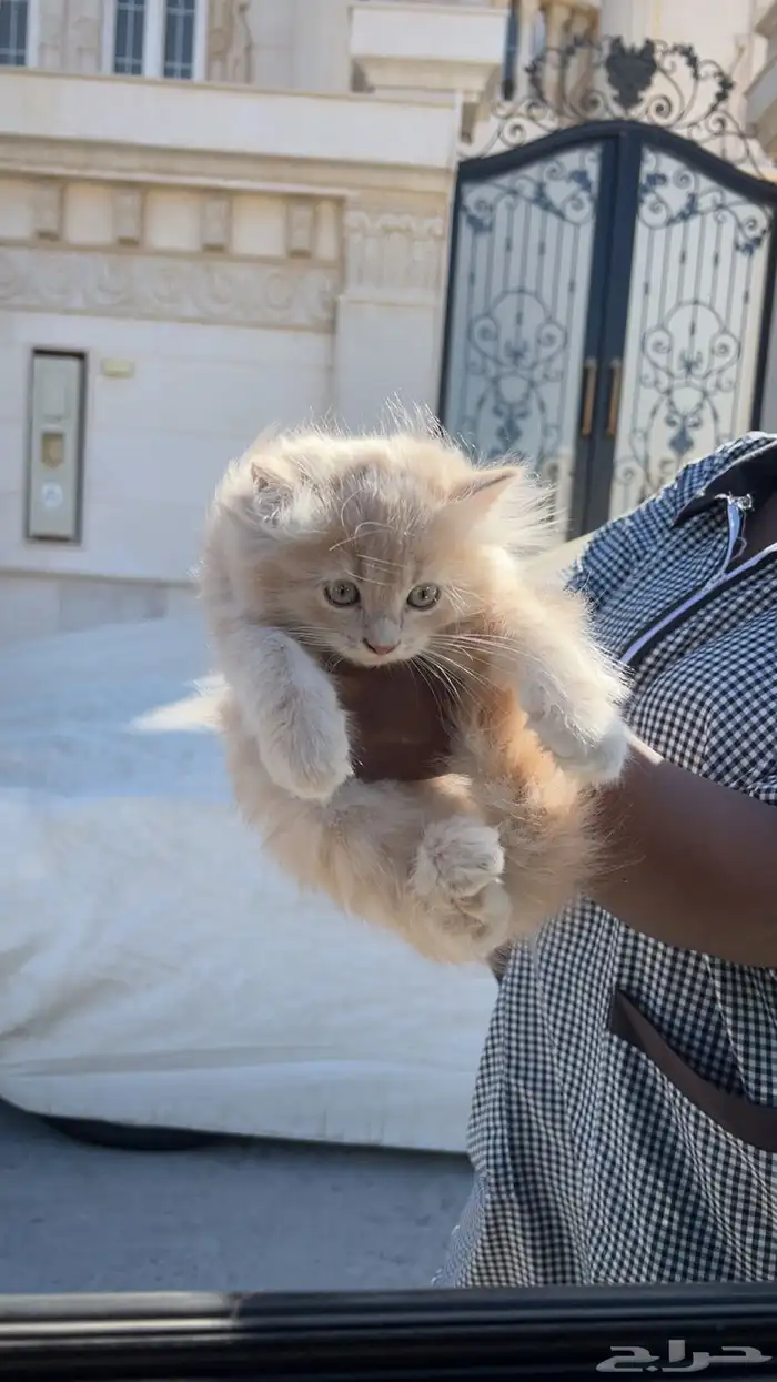 قطة شيرازي 0