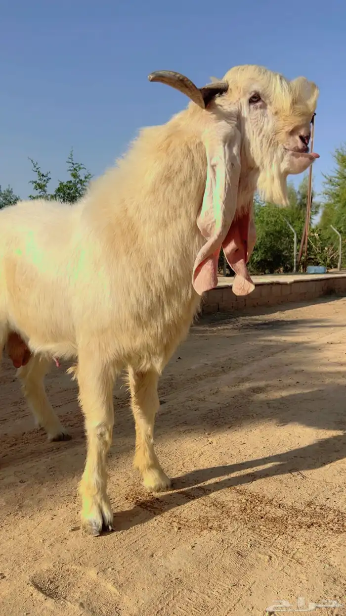 تيس مطور ابرص فاخر 3