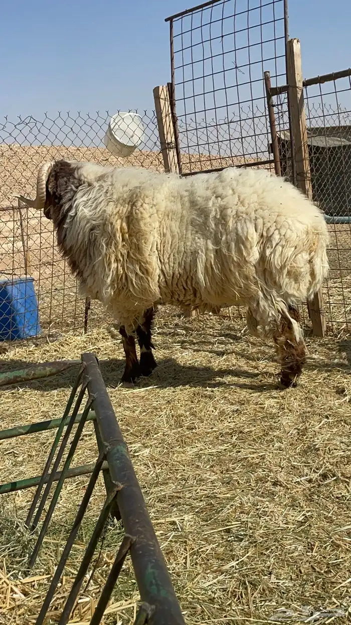 فحل نعيم للبيع 6