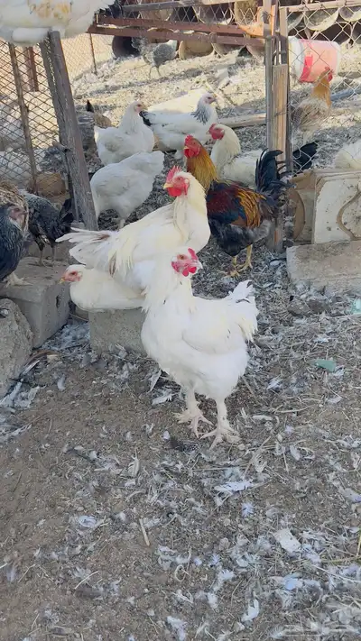 ديكه هجين 0