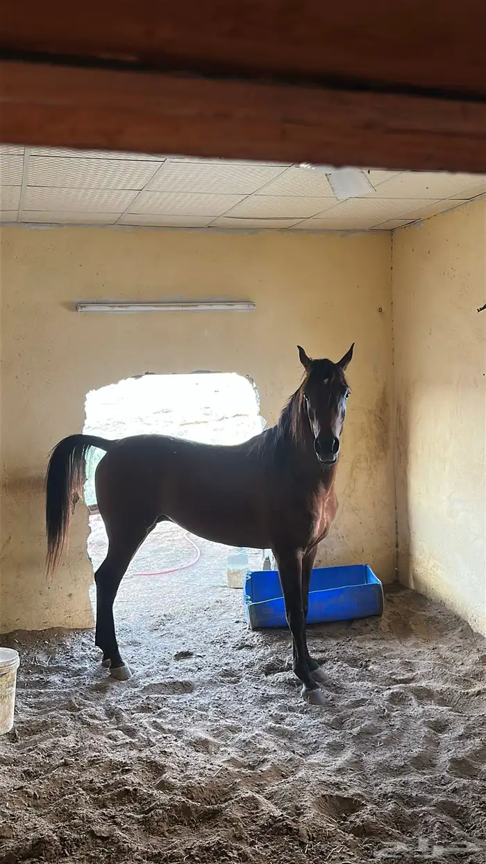 خيل شعبي كفو 1