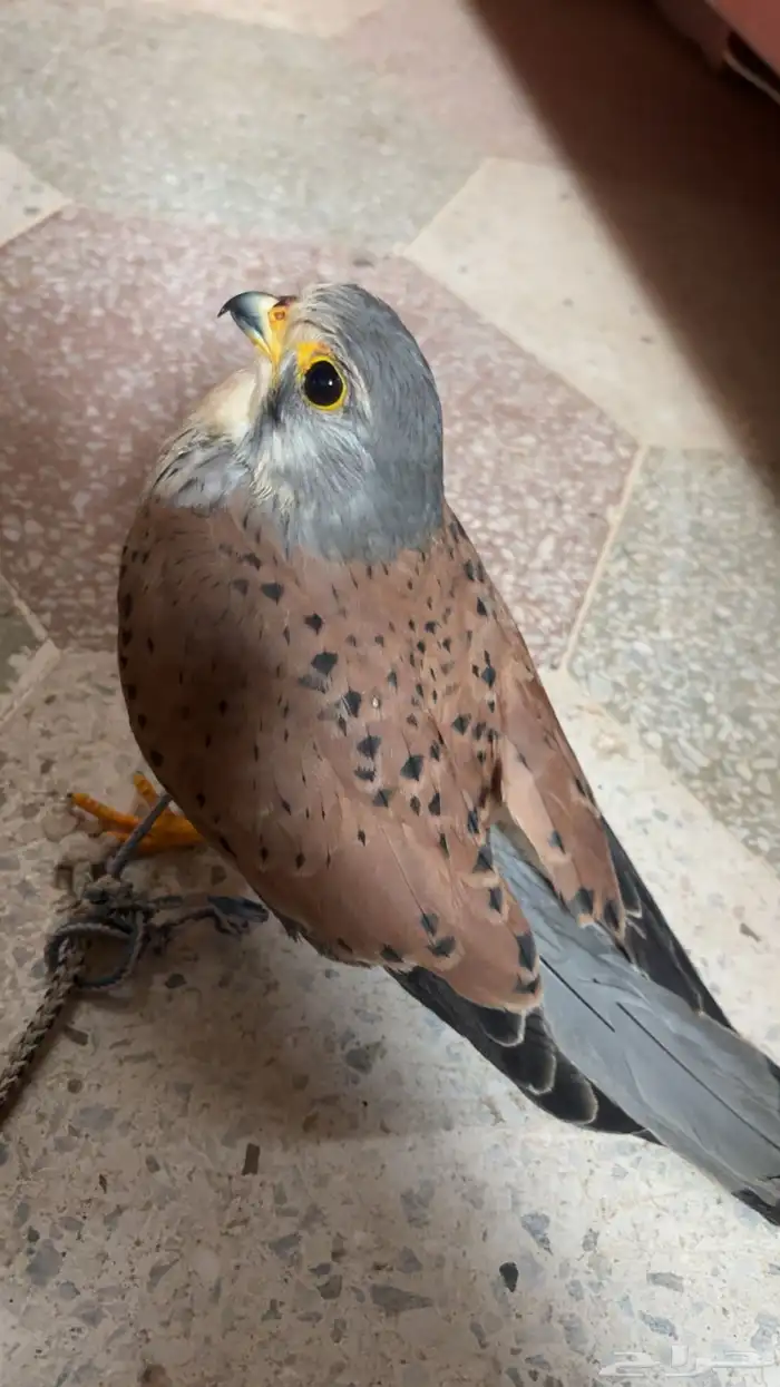 باشق وحش 0