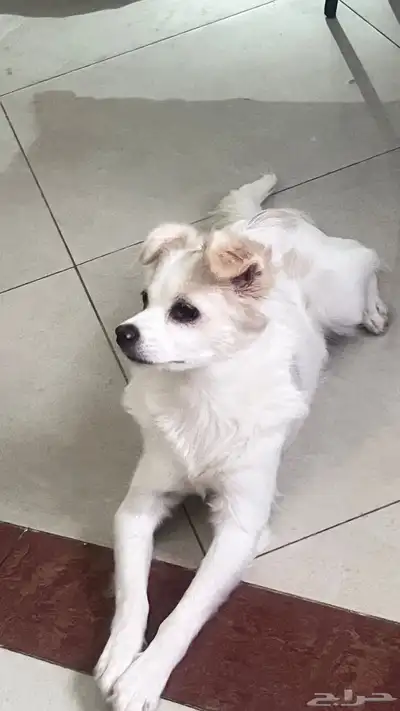 للتبنى كلبة جربفون فرنساوى index