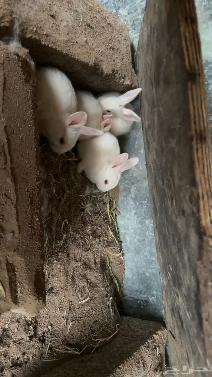 ارانب فرنسيه 4