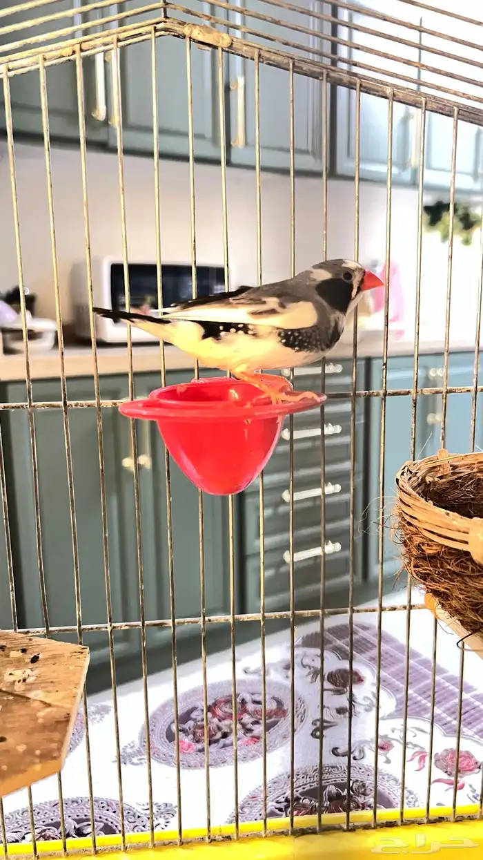 طيور زيبرا فينش للبيع ذكر وأنثى 0