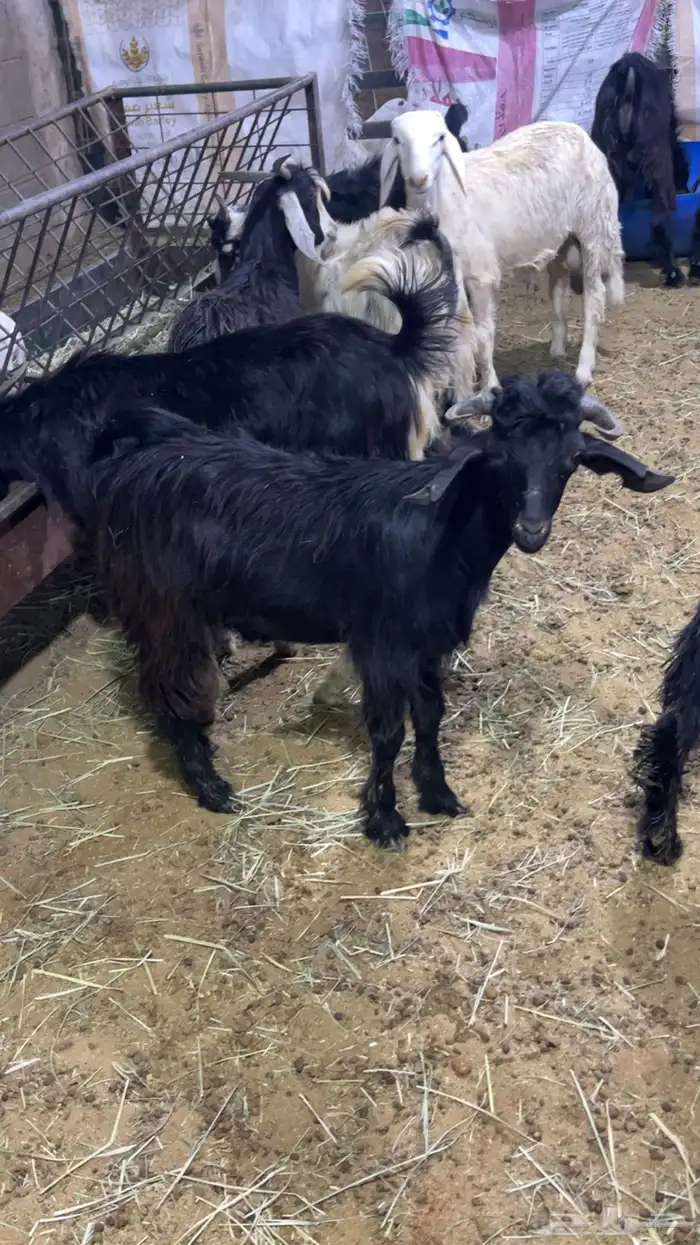 تيوس مندي مرابي 0