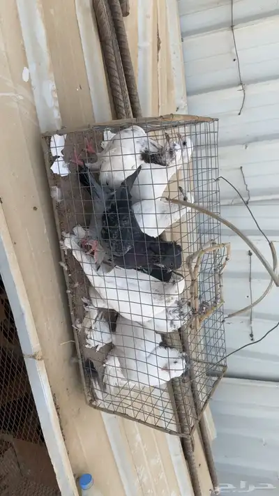 حمام مشكل index