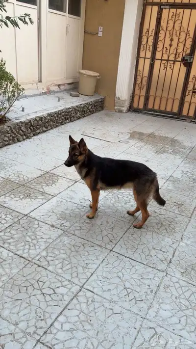 كلب جيرمان index