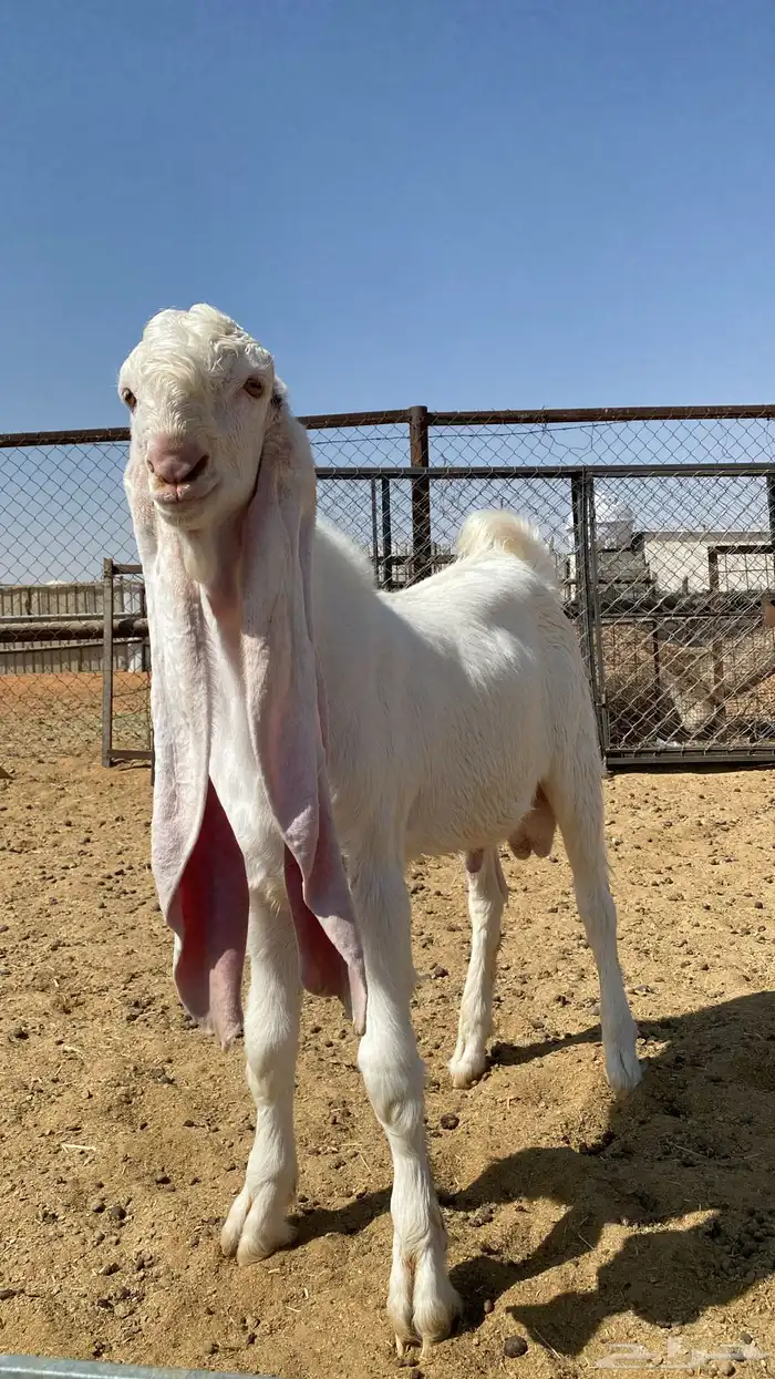 تيس هولندي نادر فحل صنف 1