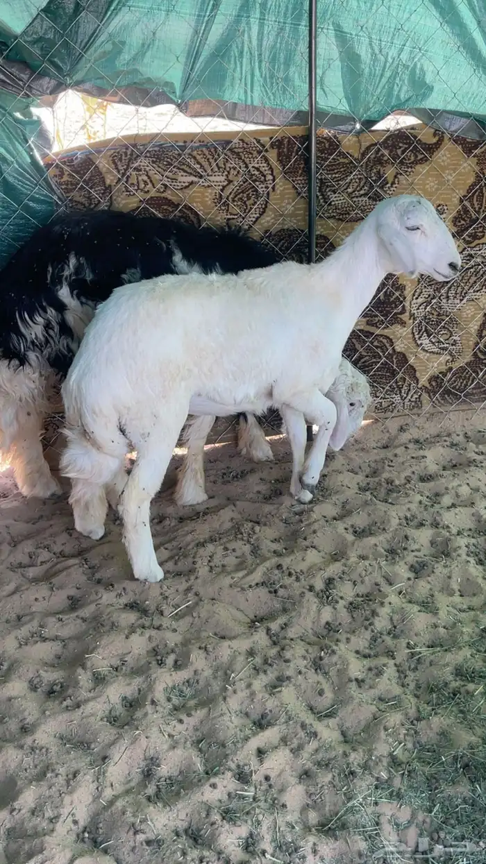 خروف ورخل كفو بلديات 1