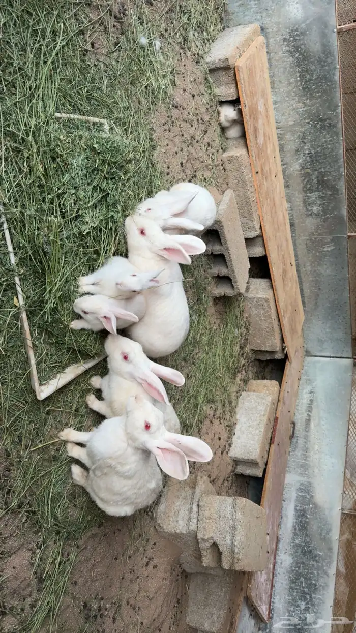 ارانب فرنسيه 0