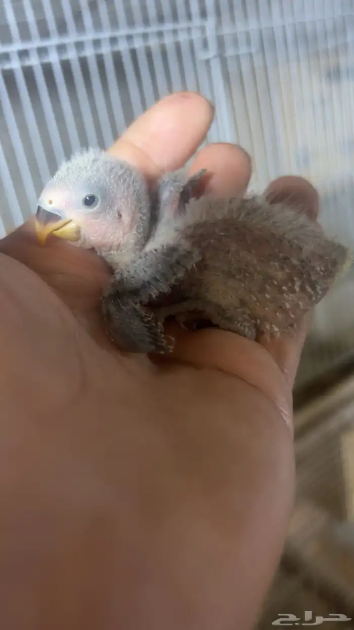 للبيع فرخ روز فايلوت اوبلاين الي توقف عليه سومه نصيبه 0