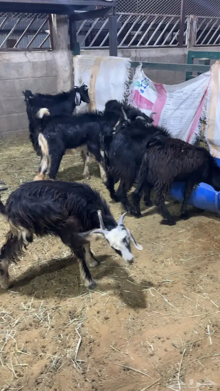 تيوس مندي مرابي 6