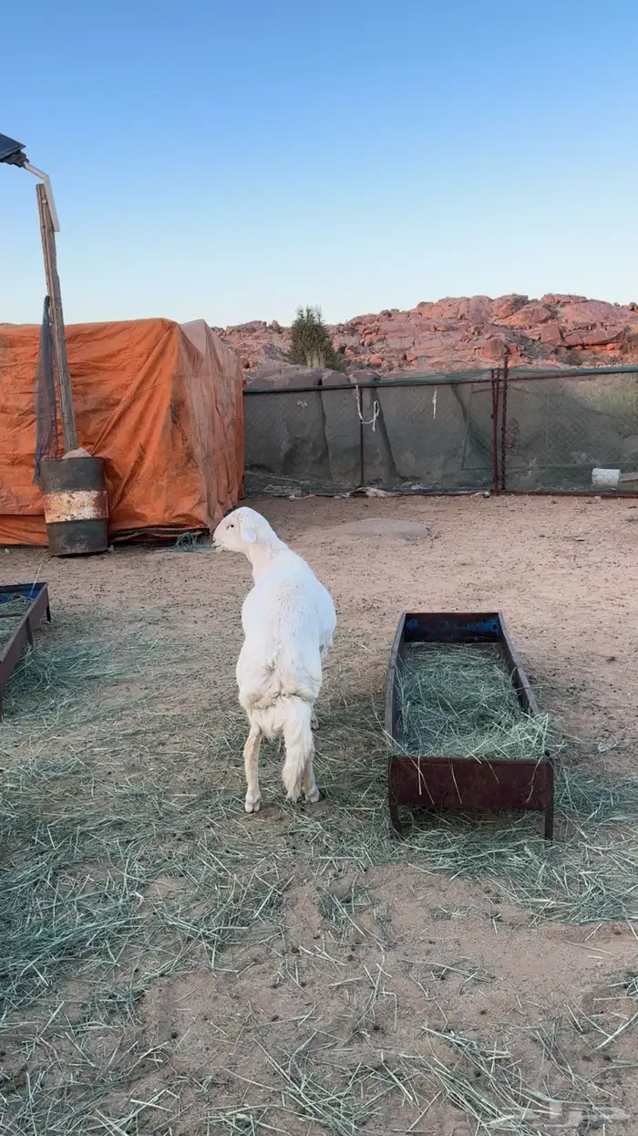 خروف فحل للبيع 0