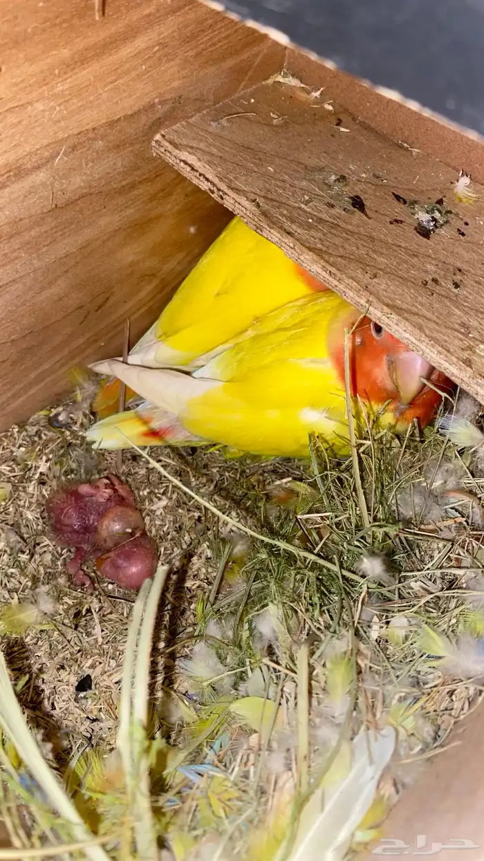 جوز روز منتج ومعه فرخ علئ السوم 0