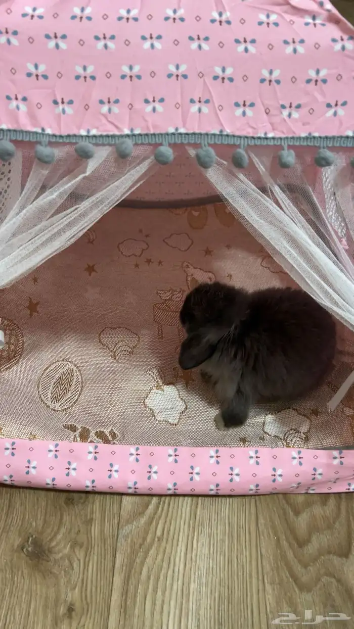 ارنب هولاند لوب 9