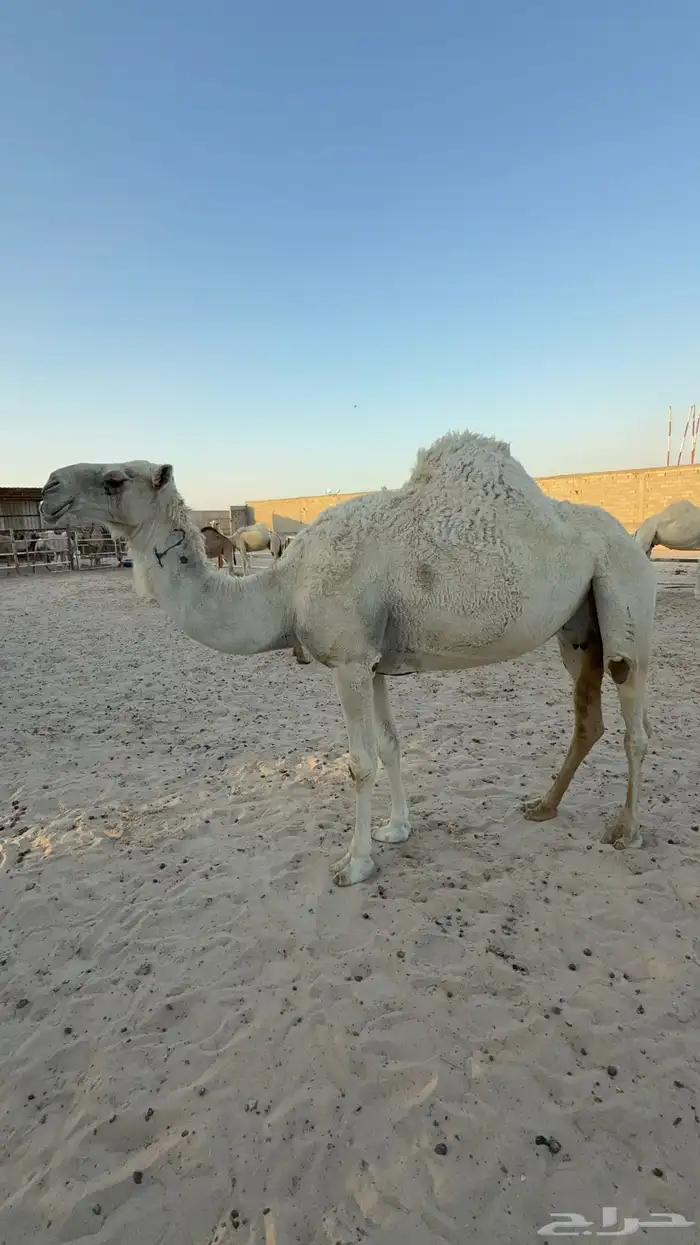 ضروبة وضحى طيبه للبيع 1
