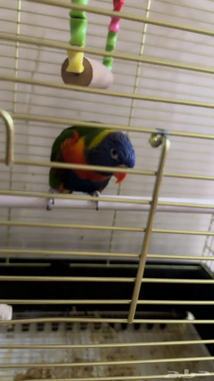 ببغاء اللوري 0