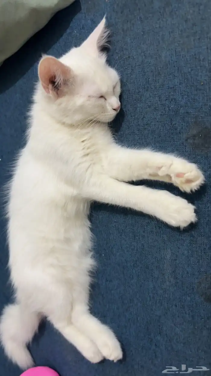 قطوه مفقوده 1