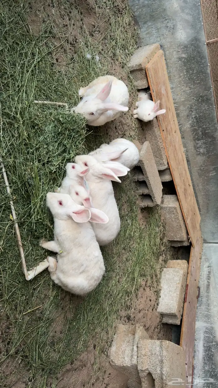 ارانب فرنسيه 2