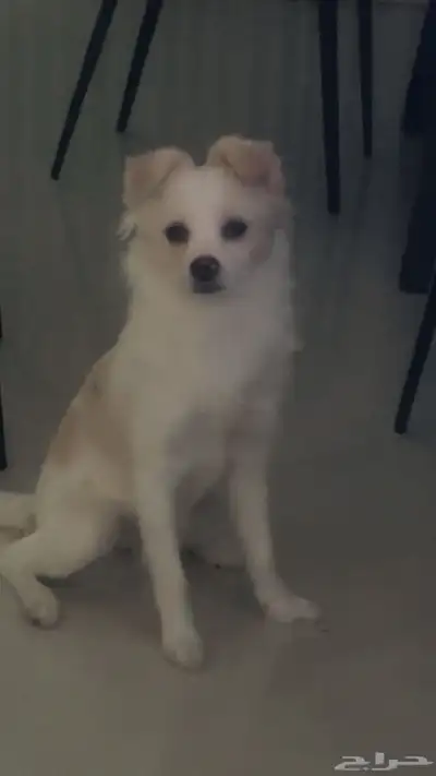 للتبنى كلبة جربفون فرنساوى index