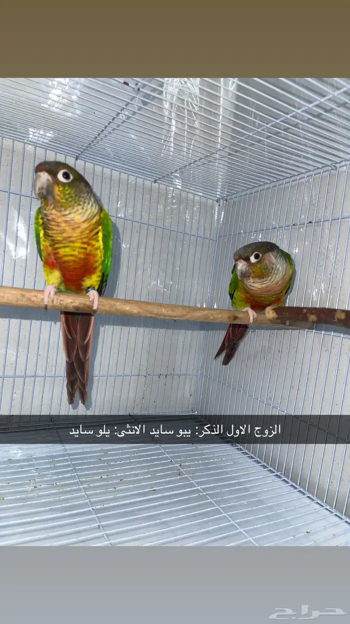 (3) ازواج كنيور 0