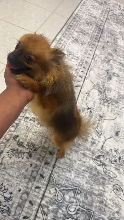 أنثى بومرينيان تي كب مرا صغيره 0