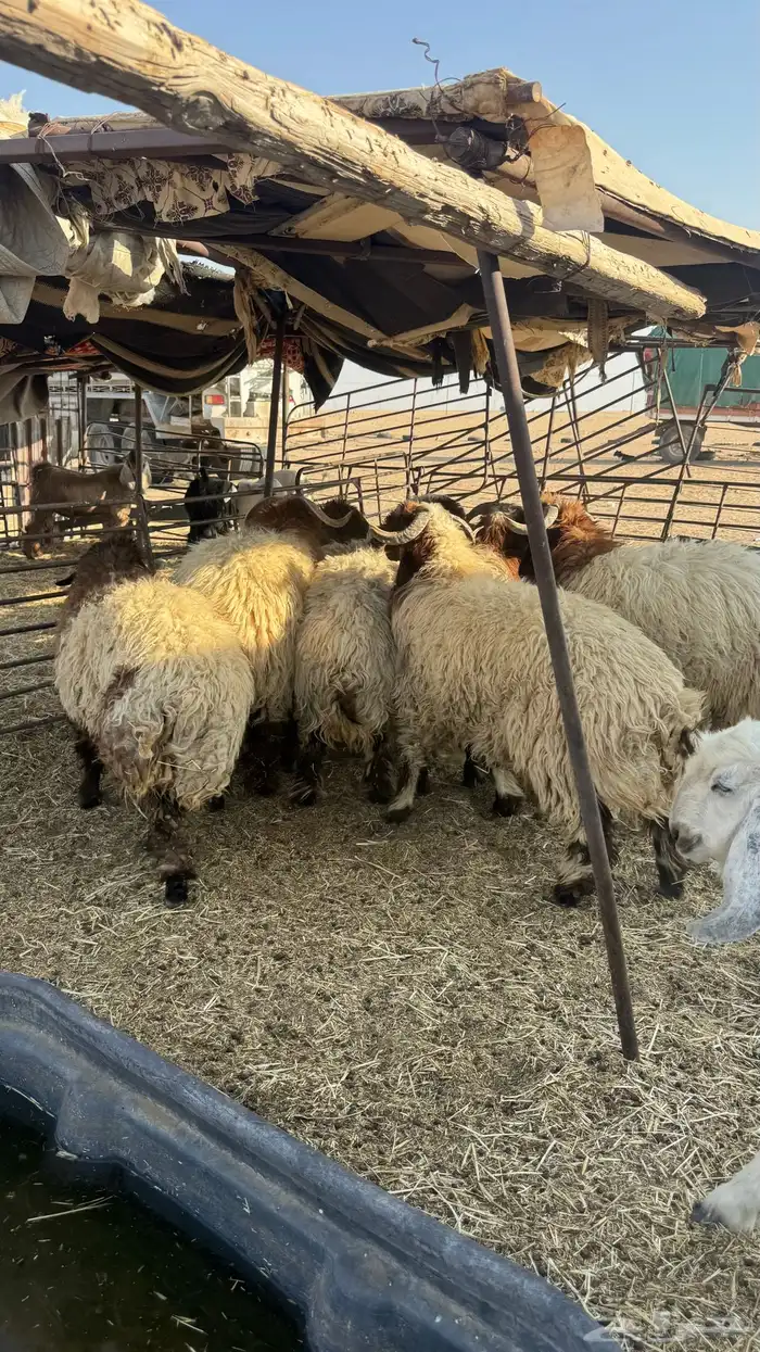 جذعان نعيم 6