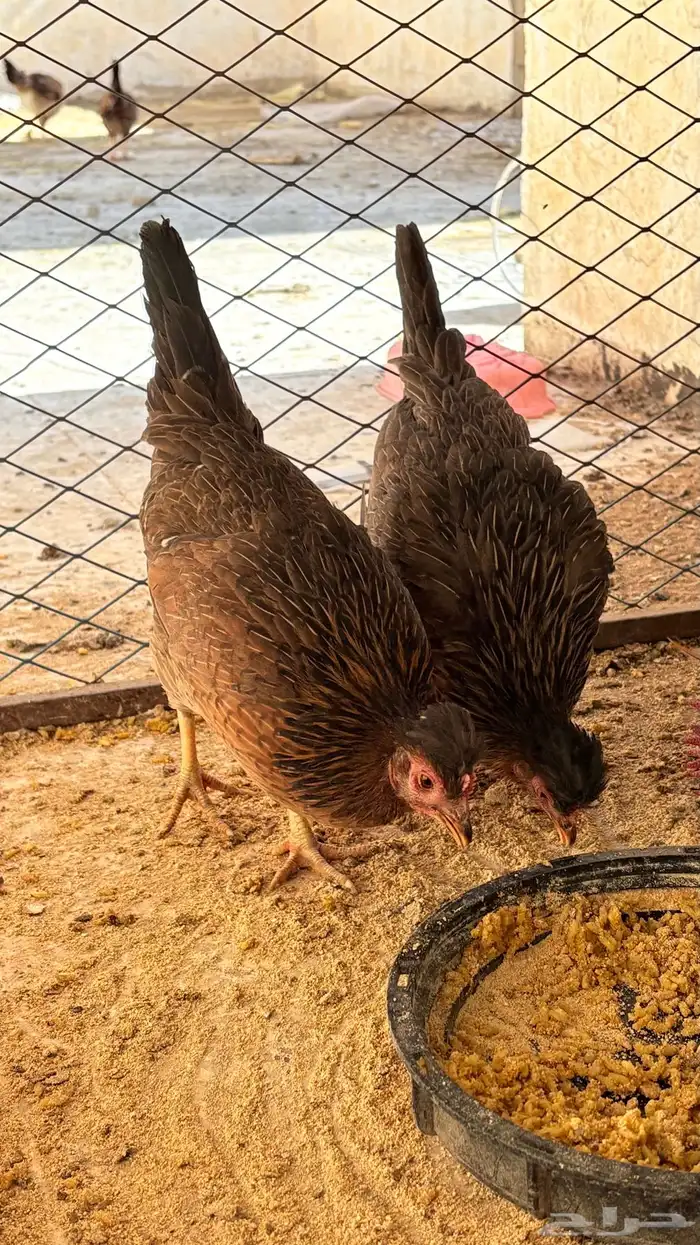 دجاج عربي افرق تاج مستوى فاخرر 1