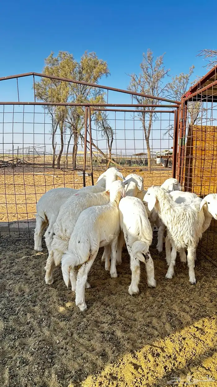 بهم حري رخال 0