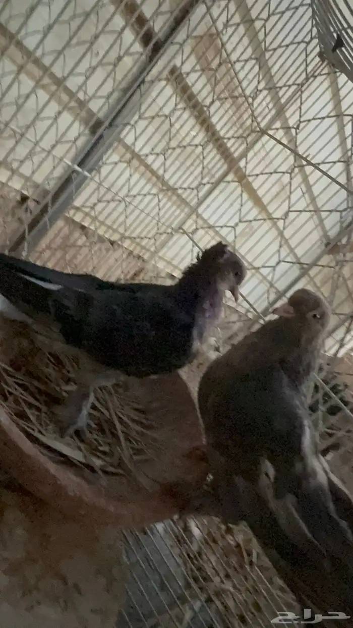 جوز تركي معقد 5