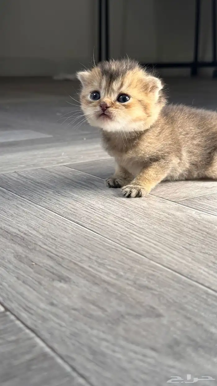 انتاج سكوتش مستوى عالي بسعر مميز 4