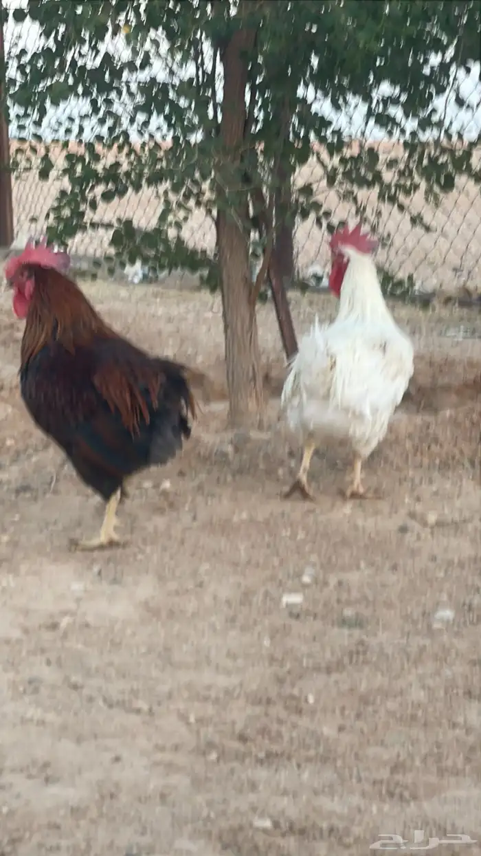 للبيع ديوك فرنسيه 1