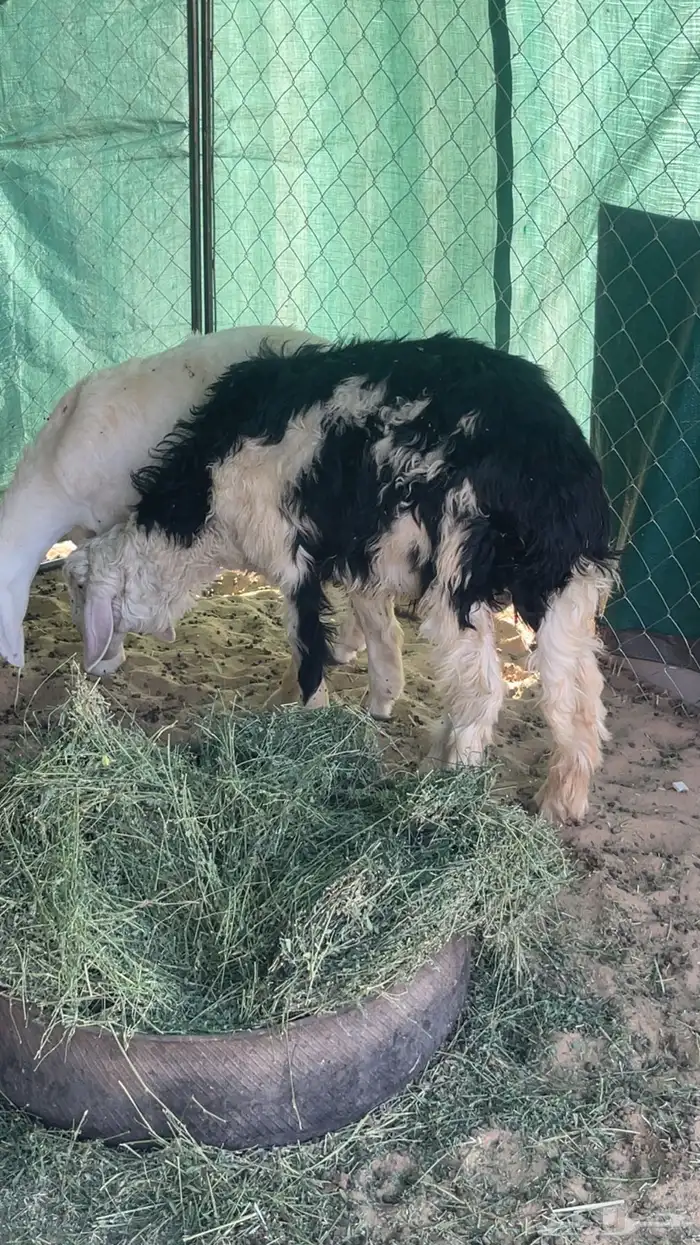 خروف ورخل كفو بلديات 2