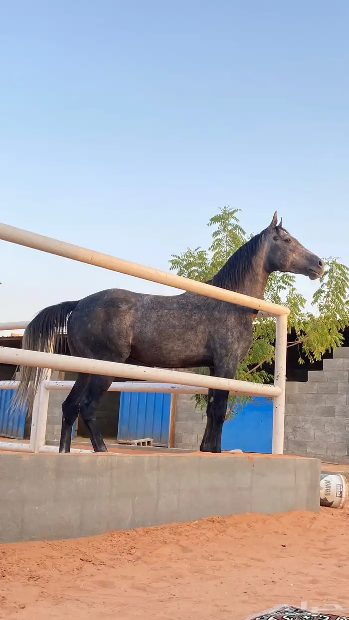 حصان عربي واهو سبق دم فاخر 2