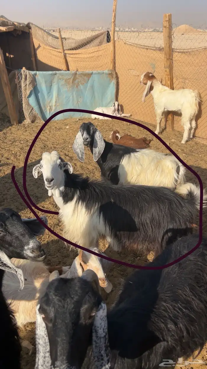 معزا حيل مقفلات 1