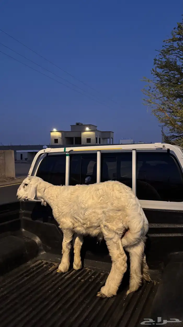 الحلال النظيففف وشرط بسعر خاص 4