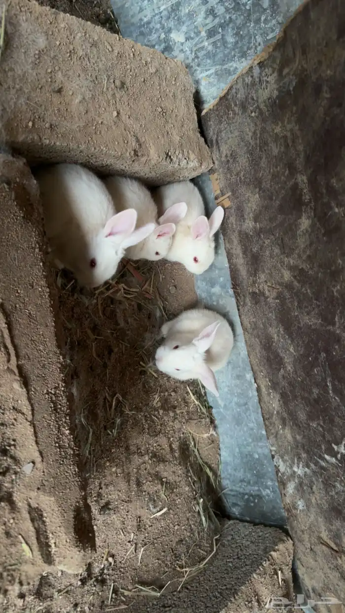 ارانب فرنسيه 5